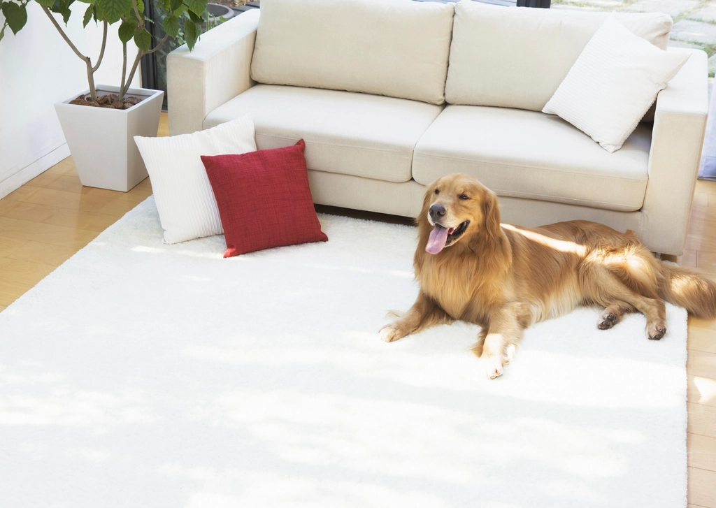 Golden retriever tranquilo, deitado sobre tapete claro em sala de estar aconchegante